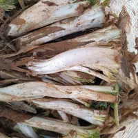 کنگر درشت و عالی