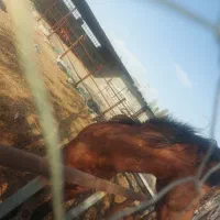 اسب چابک و جوان|اسب و تجهیزات اسب‌سواری|بندرعباس, |دیوار