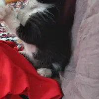 بچه گربه