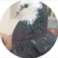 کفتر شازده سیاه|حیوانات|مشکین‌دشت, |دیوار