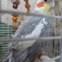 عروس سخنگو جوان