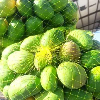 آنبه درجه یک مخصوص ترشی بار جدید اومده کیلو 160