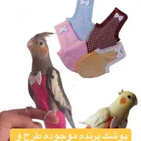 وسایل پرنده موجوده|پرنده|شیراز, وصال|دیوار