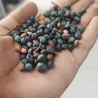 کسور و بنه امسالی