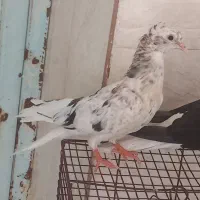کفتر دم سفید|پرنده|اهواز, حصیرآباد|دیوار