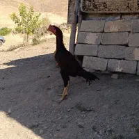 خروس لاری سالم و سرحال 7ماهه|حیوانات مزرعه|سردشت, |دیوار