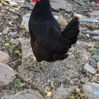 خروس عربی‌ با‌یک‌عدد‌کبوتر‌ سرور