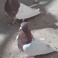 کبوتر کله ای|پرنده|سیلاخور, |دیوار