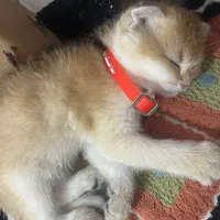 گربه اسکاتیش|گربه|کرمانشاه, |دیوار