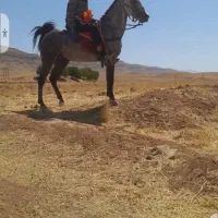 نریون چهار سال پرخون دمگیر|اسب و تجهیزات اسب‌سواری|خانمیرزا, |دیوار