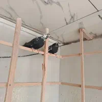 کبوتر کله ماستی گرو|پرنده|شهریار, یوسف آباد صیرفی|دیوار