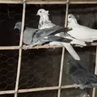 کبوتر پرشی سر و تیپ دار|پرنده|گلپایگان, |دیوار