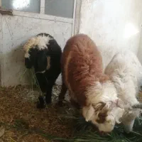 بره نر شیرمست.مناسب پروار.عقیق.قربانی.نذری