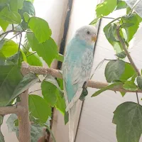 مرغ عشق فقط ۱۸۰ تومن مفت