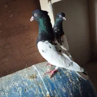 جفت کله سیاه کاکلی واکسی