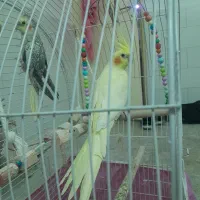 فروش فوری عروس هلندی نر لوتینو