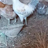 خروس نژاد براکل|حیوانات مزرعه|اردکان, |دیوار