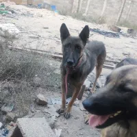 سگ .|سگ|شیراز, گچی|دیوار