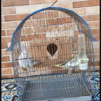 یک جفت عروس هلندی خوش رنگ|پرنده|سنگر, |دیوار