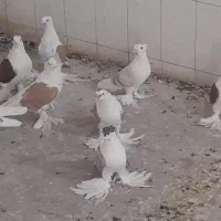 کبوترپشتی کاکل پرپا|پرنده|کاشمر, |دیوار