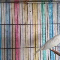 قناری نر مست سفید|پرنده|هرسین, |دیوار