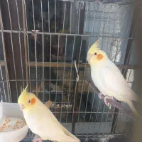 یک جفت عروس هلندی|پرنده|شیراز, کاراندیش|دیوار