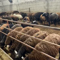 گوسفند نر قربانی