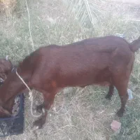 بترین بز دنیا|حیوانات مزرعه|پشتکوه (سیستان و بلوچستان), |دیوار