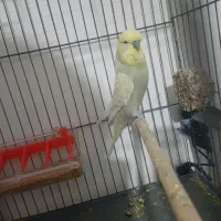 مرغ عشق