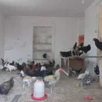 مرغ گلین|حیوانات مزرعه|مشهد, کارده|دیوار