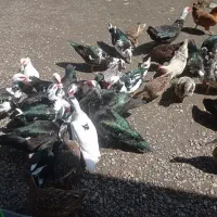 فروش انواع اردک و مرغ وخروس