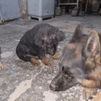 سگ ژرمن|سگ|ایذه, |دیوار