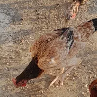 ماده مرغ|حیوانات مزرعه|میناب, |دیوار