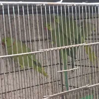 طوطی ملنگو سبز|پرنده|بندرعباس, |دیوار