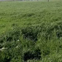 فروش علف به صورت فله