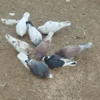 معاوضه کبوتر دونسته بامرغ|پرنده|بروجن, |دیوار