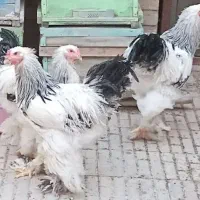 ۵عددخروس برهما لایت اصلی