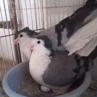 دم گیر دولا کاکول