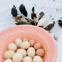 تخم اردک