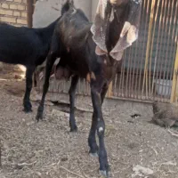 کهره‌چغل‌یک‌ساله