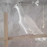 هفترنگ نر کفتر