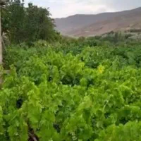 استخدام نیروی کار برای امور باغداری