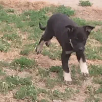 ژرمن وورک فقط 500 معاوضه با پرنده|سگ|اصفهان, سعادتآباد|دیوار