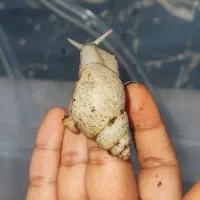 حلزون|خزنده|اهواز, بهارستان|دیوار