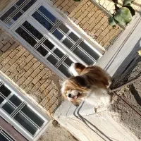 واگذاری سگ شیتزو|سگ|مرودشت, استادیوم‎|دیوار