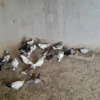 ۲۰عدد کفتر|پرنده|باروق, |دیوار