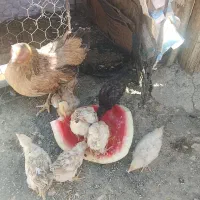 مرغ وجوجه سالمو سرحال