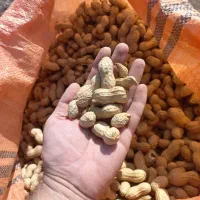 بادام الارام