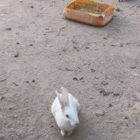 خرگوش،نروماده