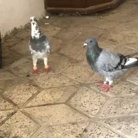 کبوتر پلاکی ابلغ